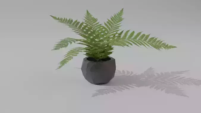 Fern in a pot