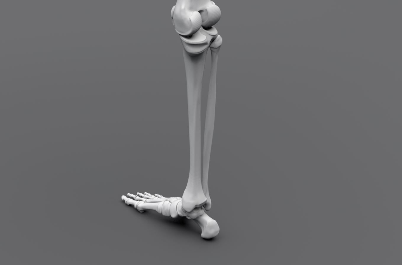 Human Skeleton Full Articulated 3D print model_11