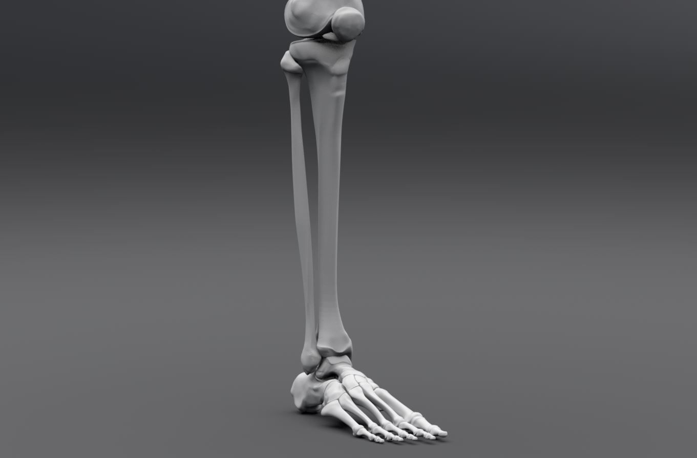 Human Skeleton Full Articulated 3D print model_10