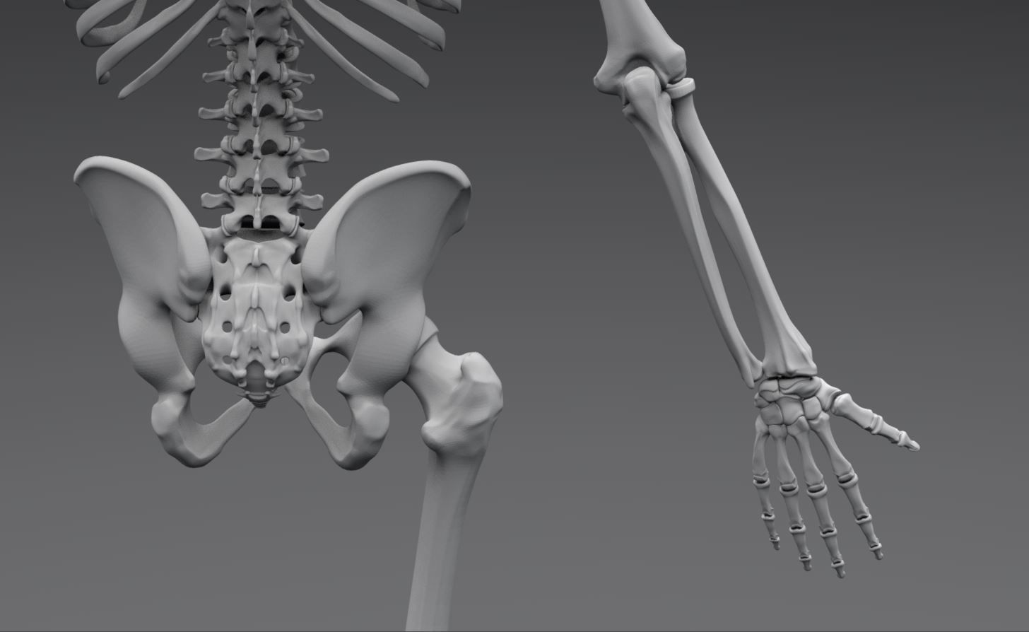 Human Skeleton Full Articulated 3D print model_5