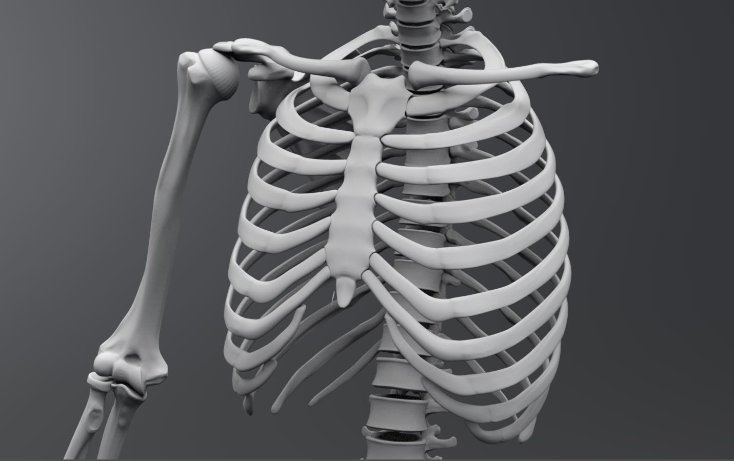 Human Skeleton Full Articulated 3D print model_2