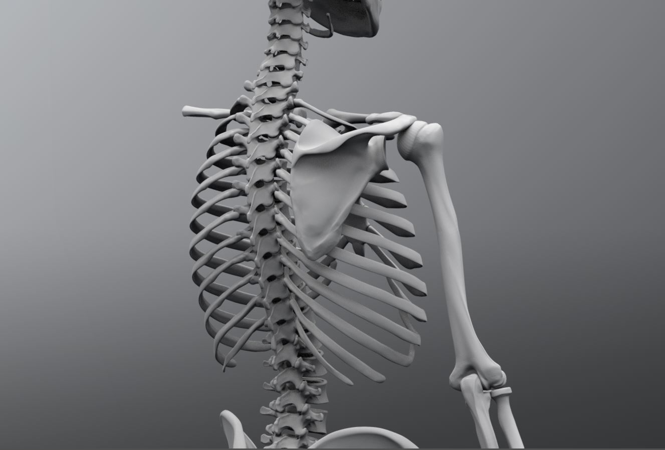 Human Skeleton Full Articulated 3D print model_3