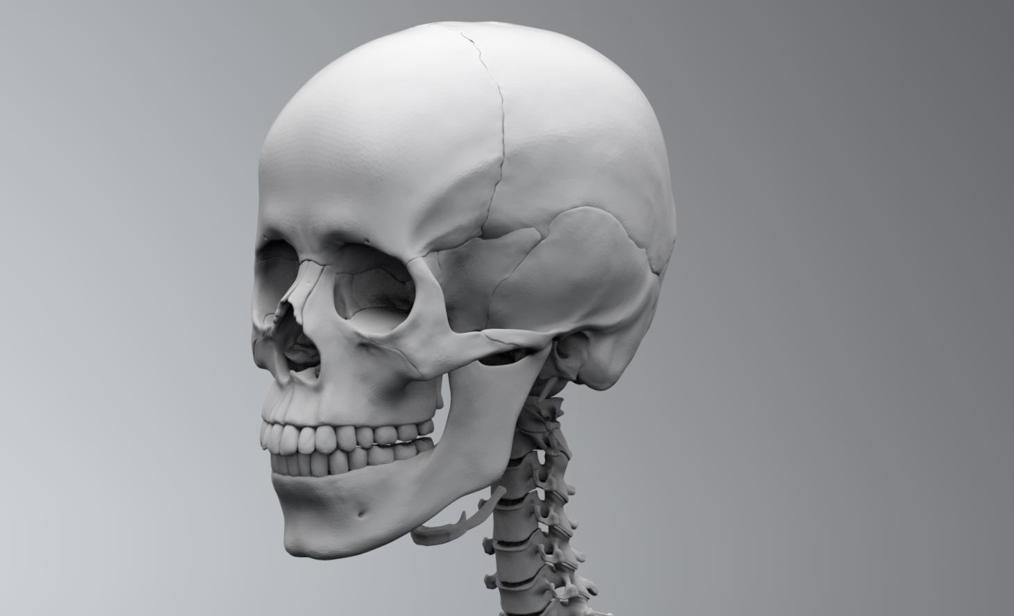 Human Skeleton Full Articulated 3D print model_1