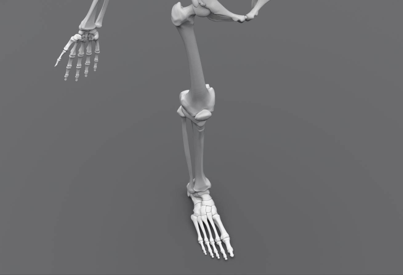 Human Skeleton Full Articulated 3D print model_9