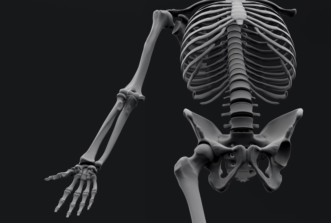 Human Skeleton Full Articulated 3D print model_4