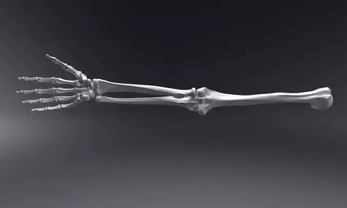 Human Hand Realistic Articulated 3D print model