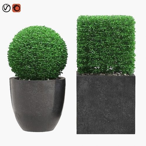 Potted Topiary Buxus 06 3D model