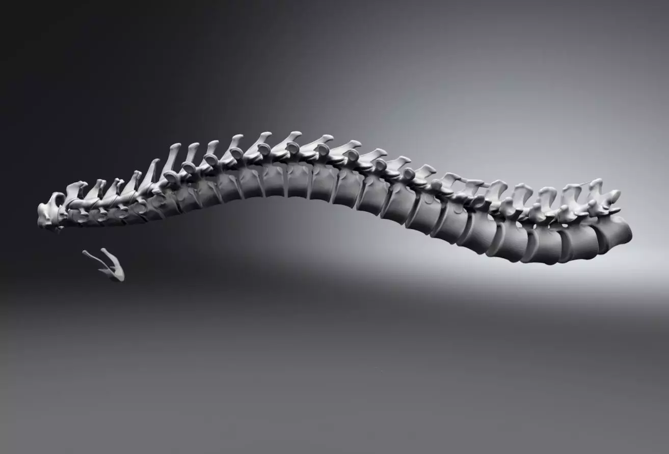 Human Spine Articulated 3D print model_0