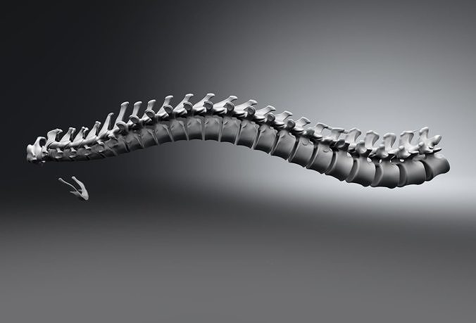 Human Spine Articulated 3D print model