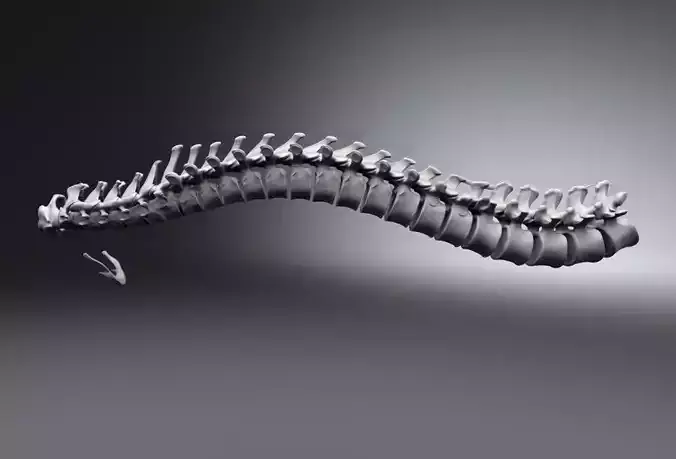 Human Spine Articulated 3D print model