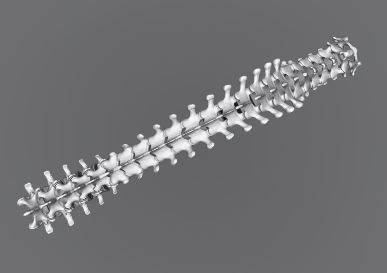 Human Spine Articulated 3D print model_4