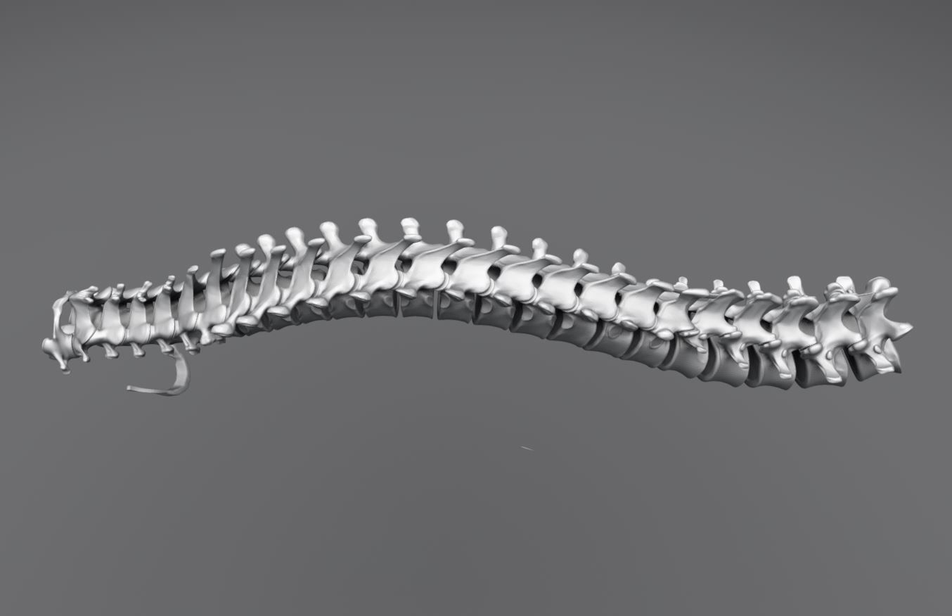 Human Spine Articulated 3D print model_2