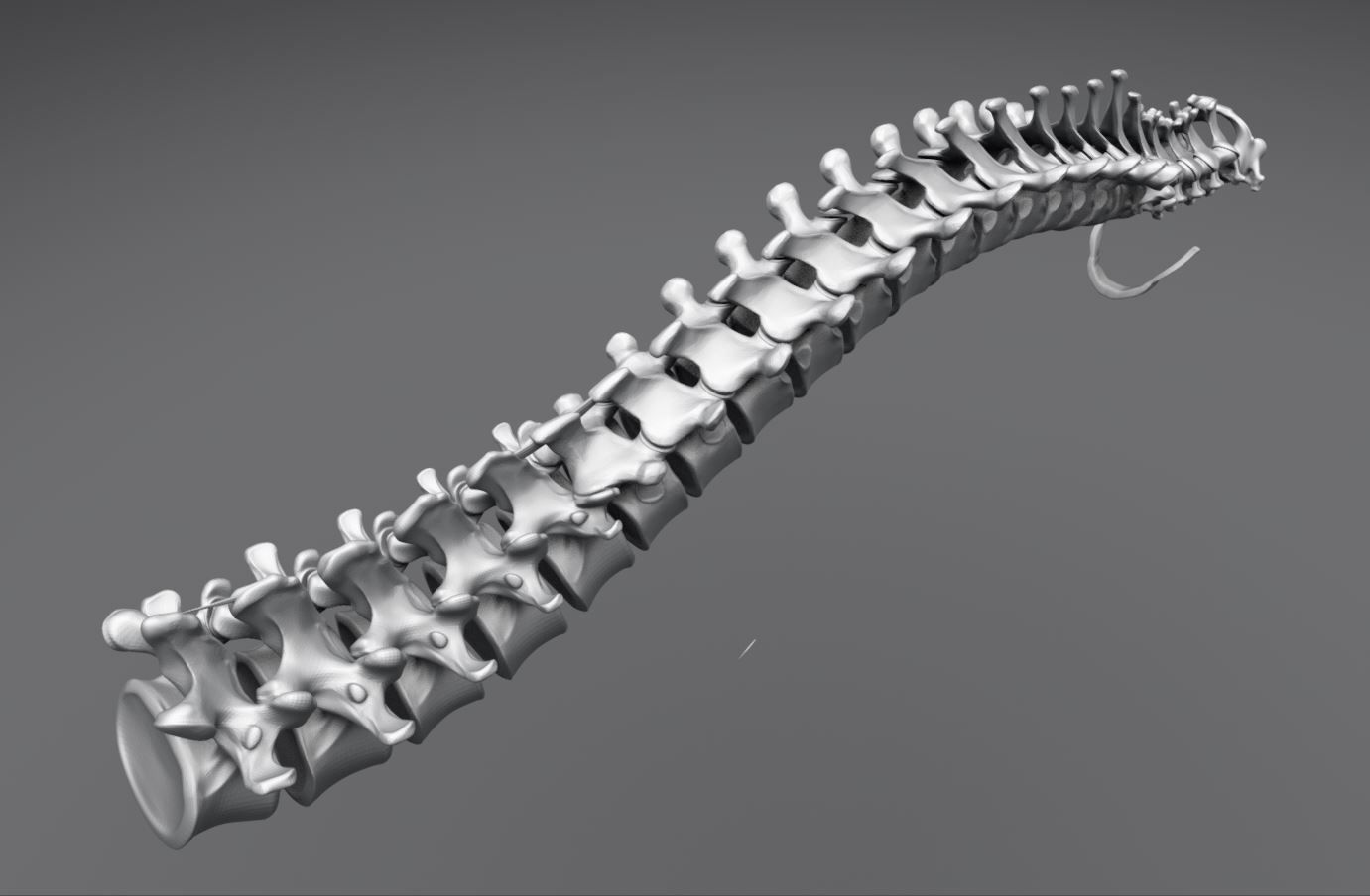 Human Spine Articulated 3D print model_3