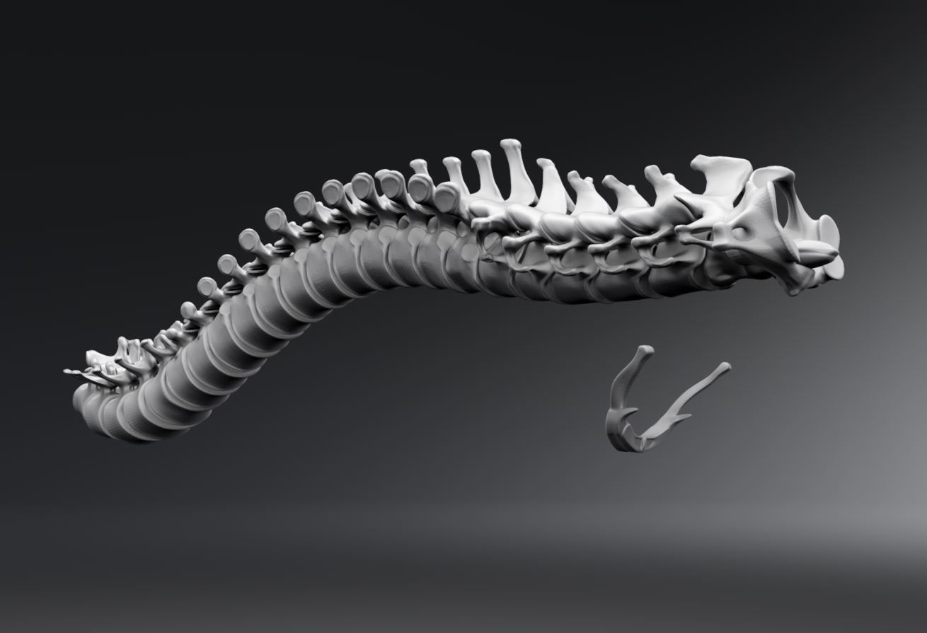 Human Spine Articulated 3D print model_1