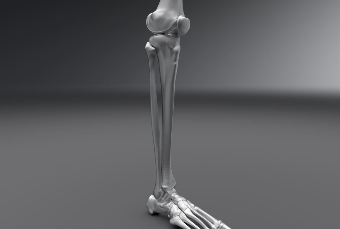 Human Leg Realistic Articulated 3D print model_3