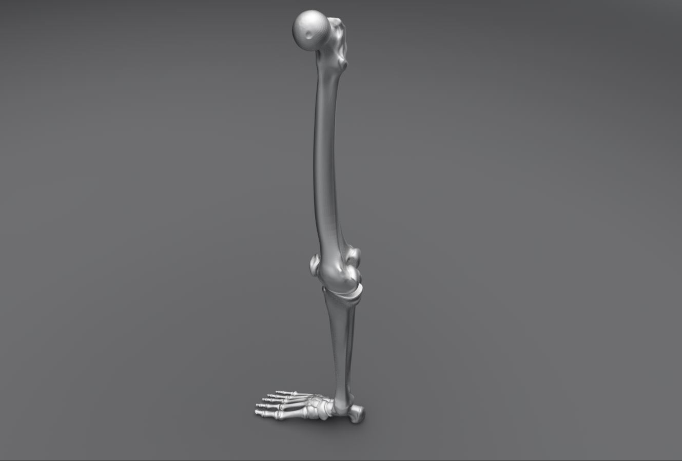 Human Leg Realistic Articulated 3D print model_1