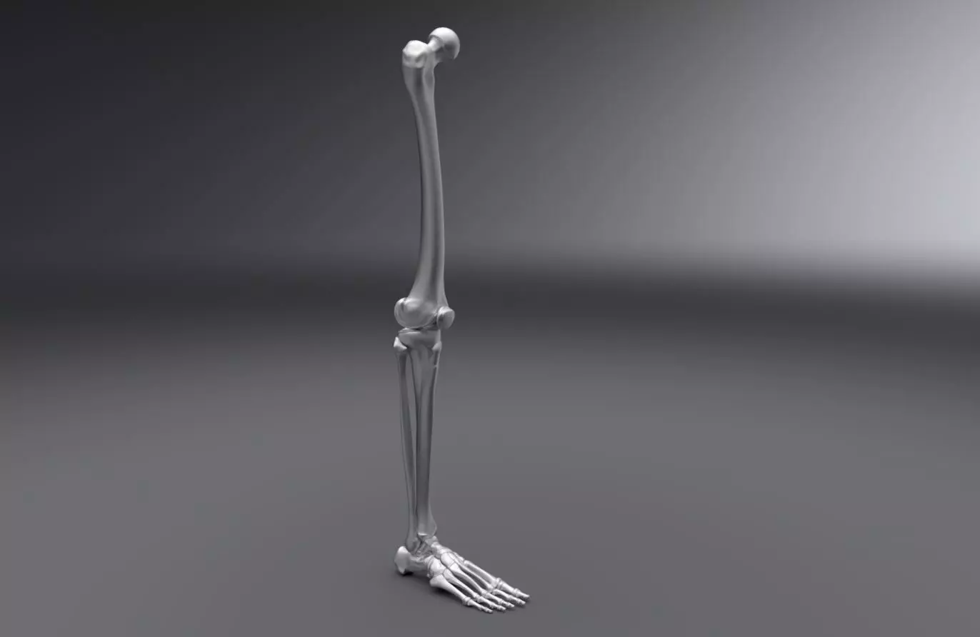 Human Leg Realistic Articulated 3D print model_0