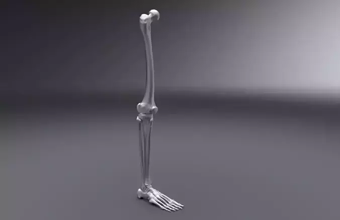 Human Leg Realistic Articulated 3D print model
