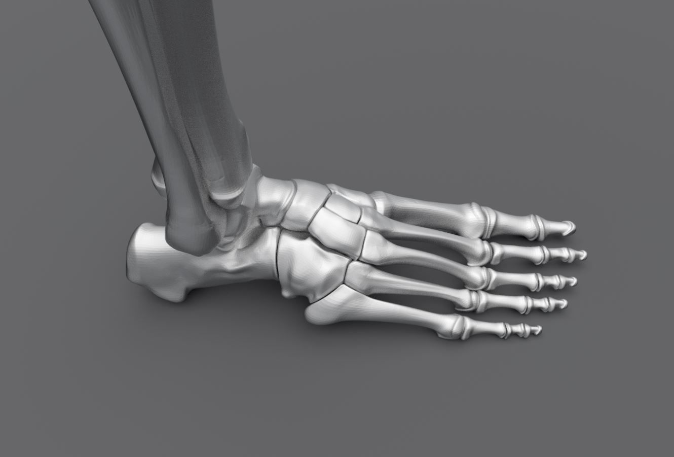 Human Leg Realistic Articulated 3D print model_4