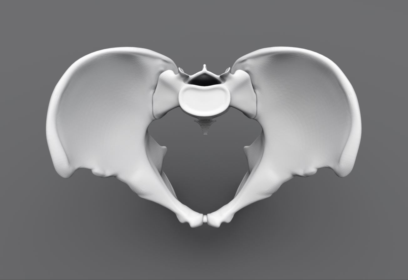Human pelvis Realistic Articulated 3D print model_4