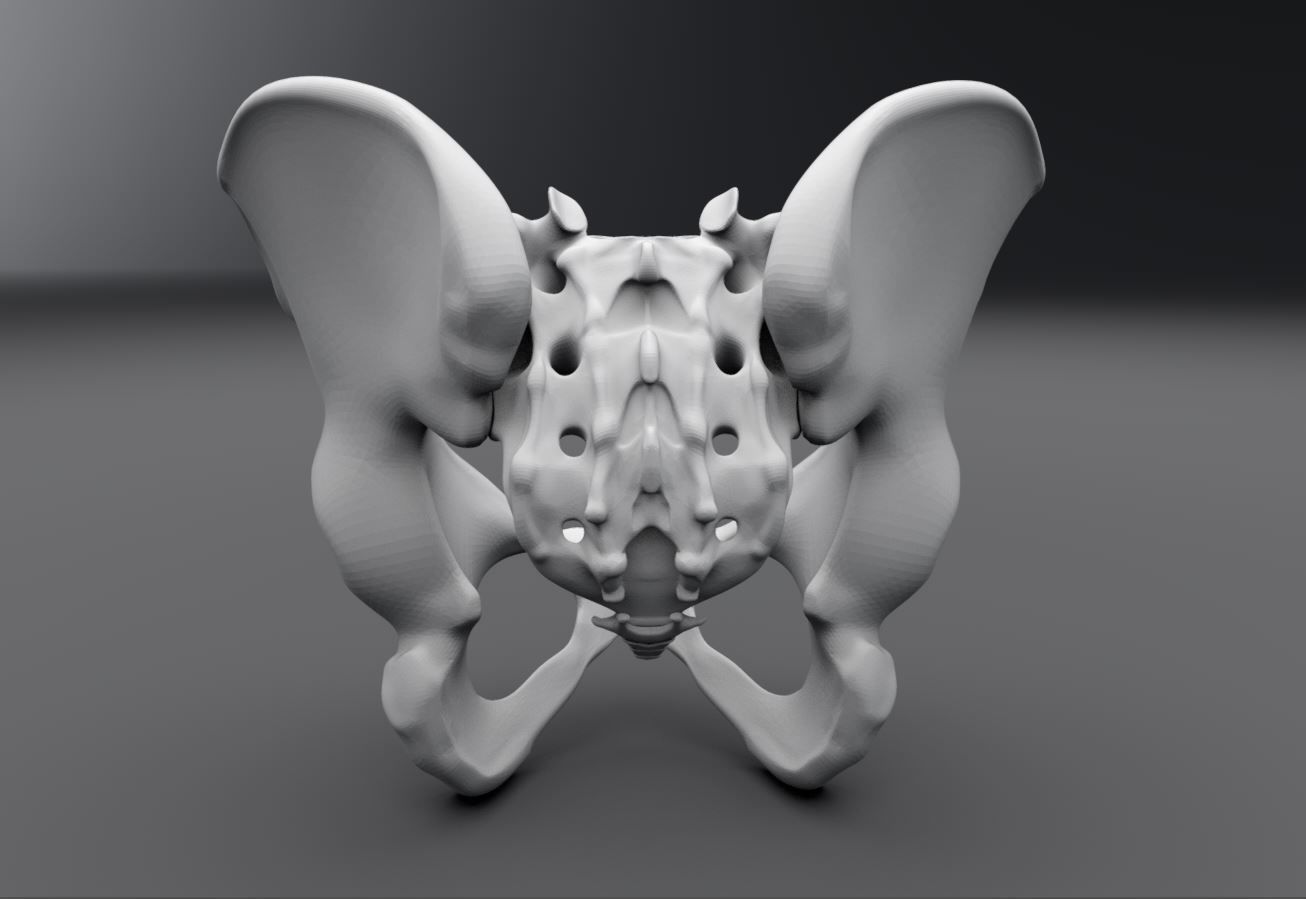 Human pelvis Realistic Articulated 3D print model_3