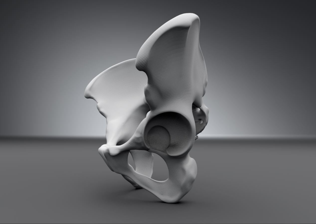 Human pelvis Realistic Articulated 3D print model_2