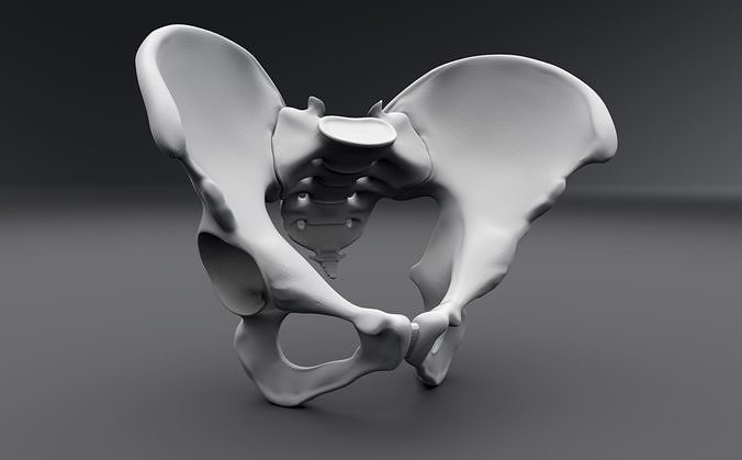 Human pelvis Realistic Articulated 3D print model