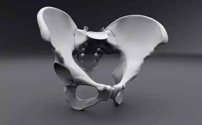Human pelvis Realistic Articulated 3D print model