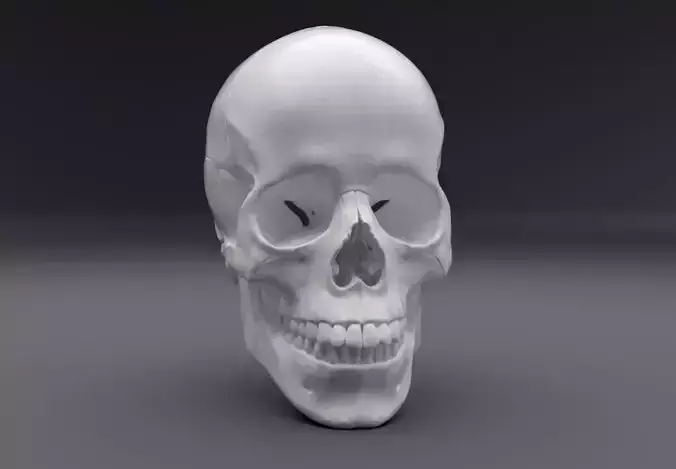 Human Skull Realistic Articullated 3D print model