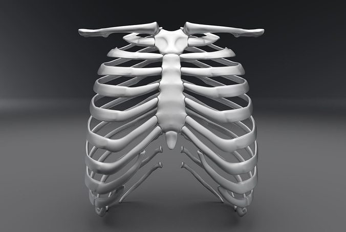 Human Rib Realistic Articulated 3D print model