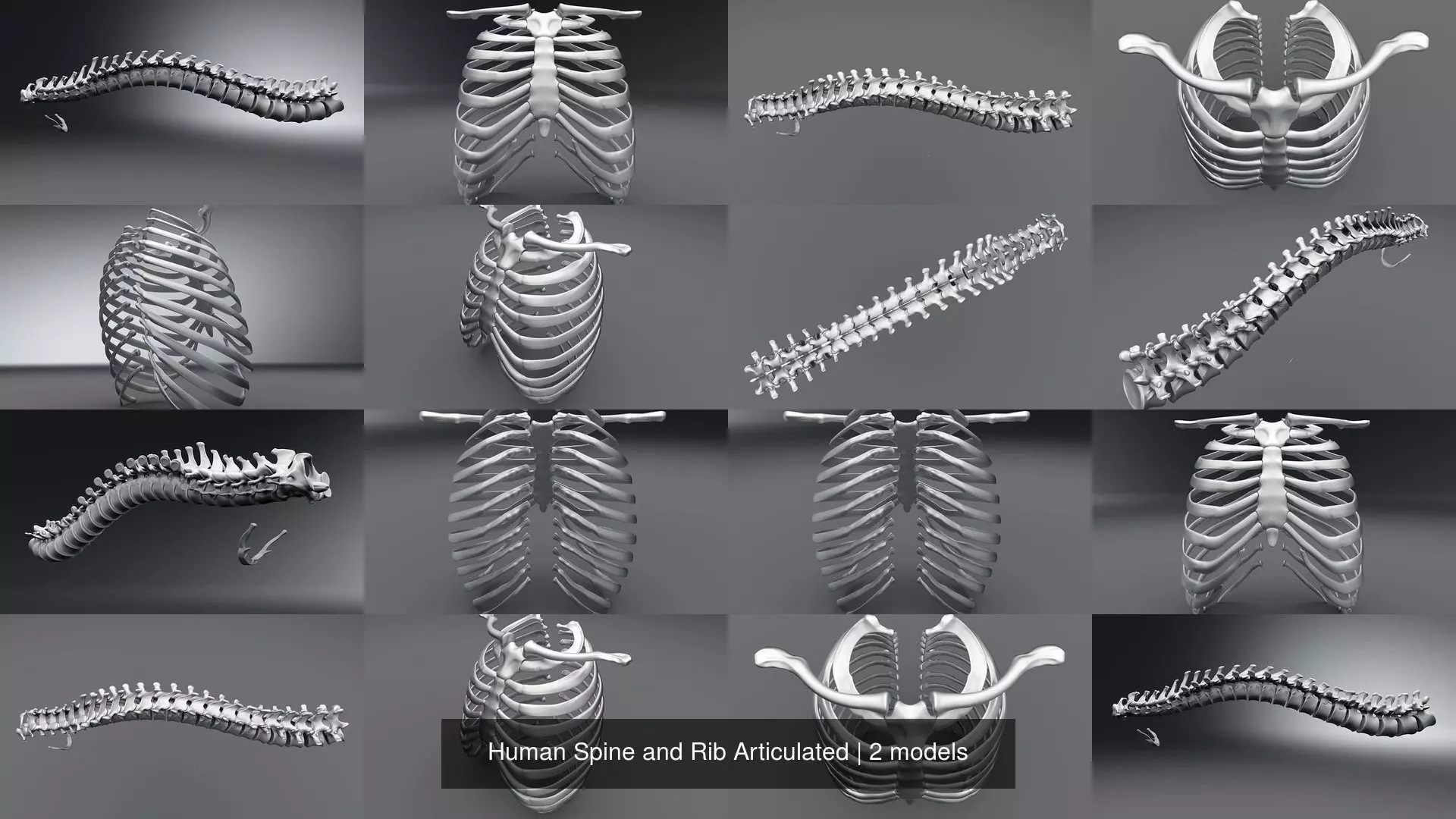 Human Spine and Rib Articulated 3D Model Collection_1