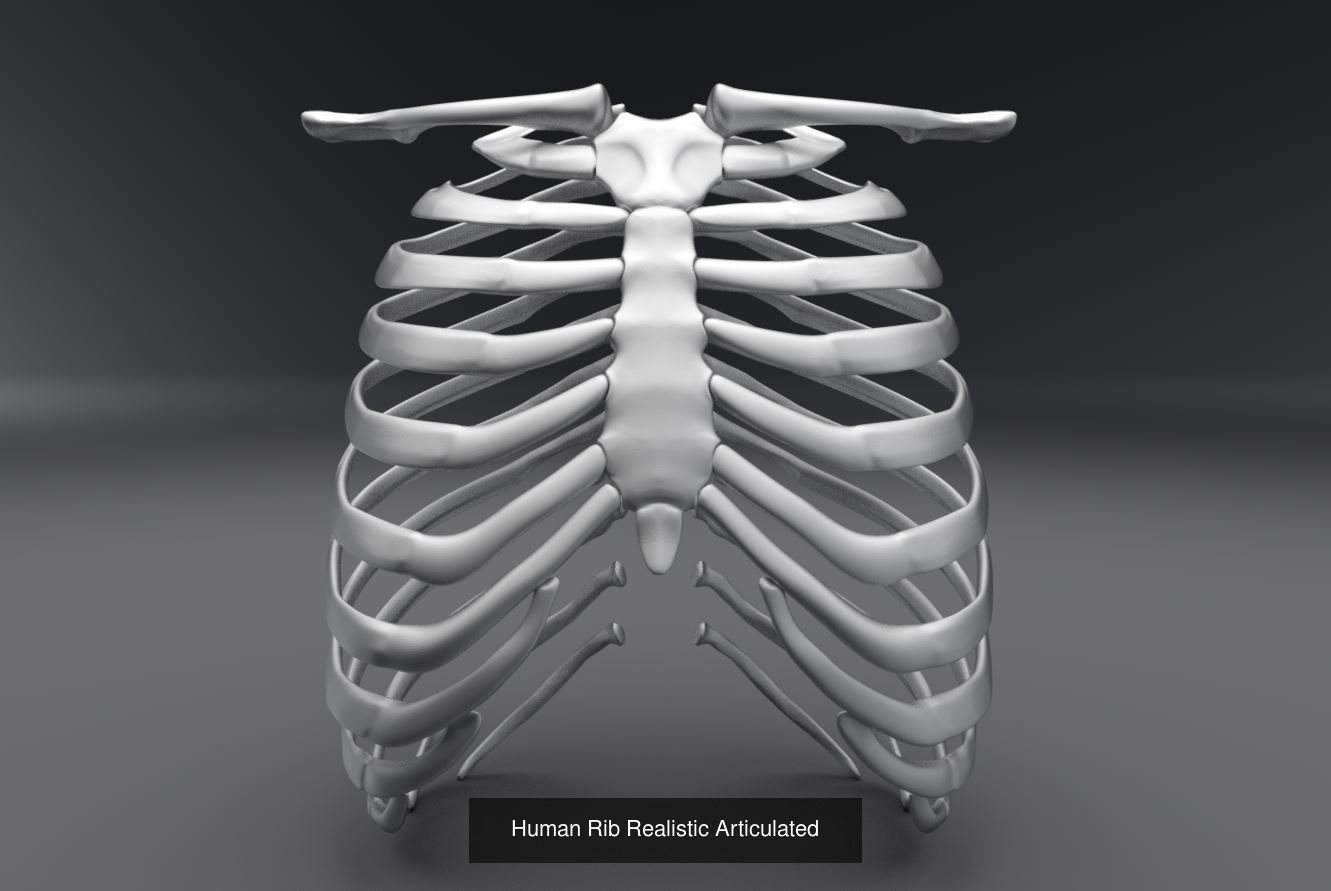 Human Spine and Rib Articulated 3D Model Collection_3