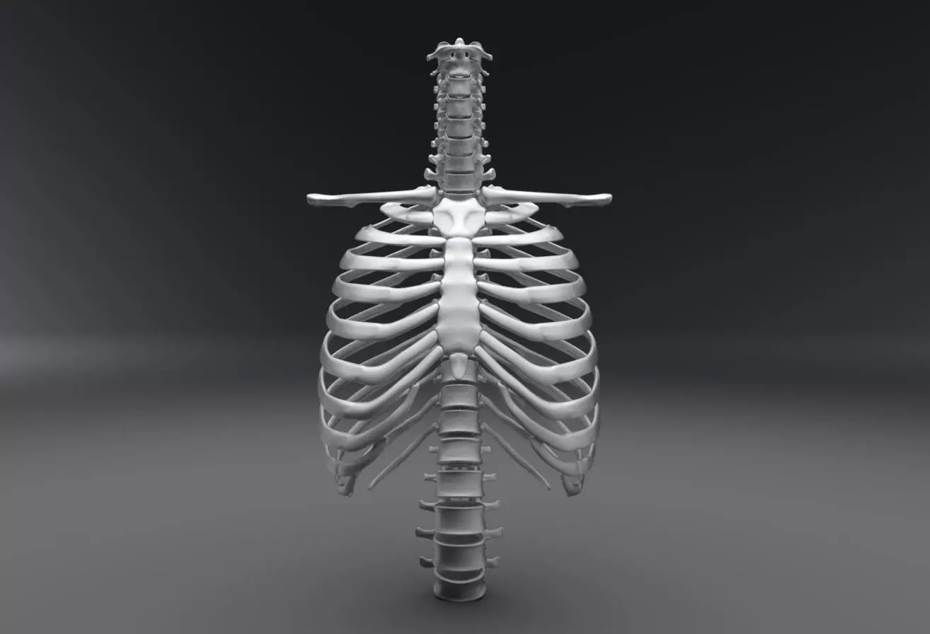 Human Spine and Rib Articulated 3D Model Collection_0