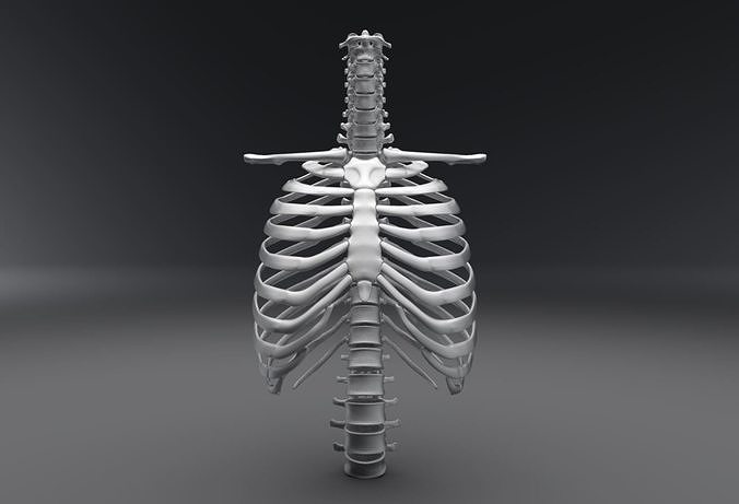 Human Spine and Rib Articulated 3D Model Collection