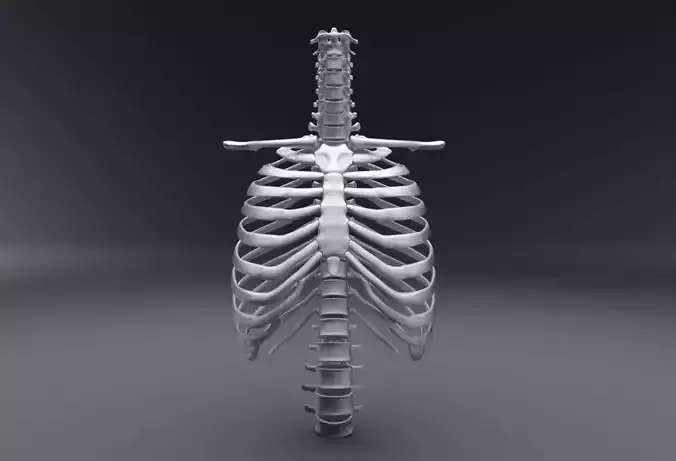 Human Spine and Rib Articulated 3D Model Collection