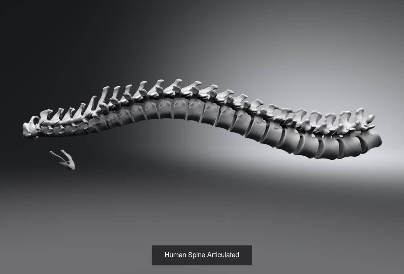 Human Spine and Rib Articulated 3D Model Collection_2
