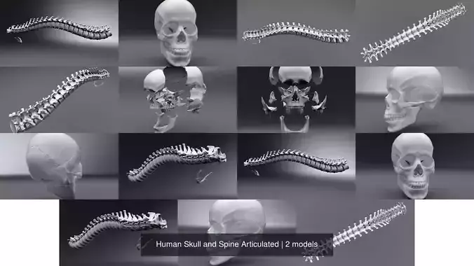 Human Skull and Spine Articulated