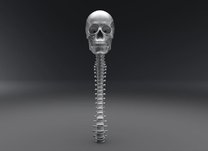 Human Skull and Spine Articulated 3D Model Collection