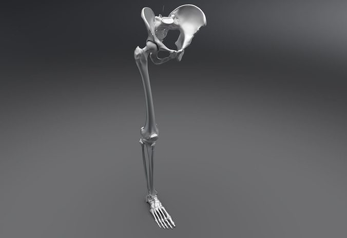 Lower Skeleton Articulated 3D Model Collection