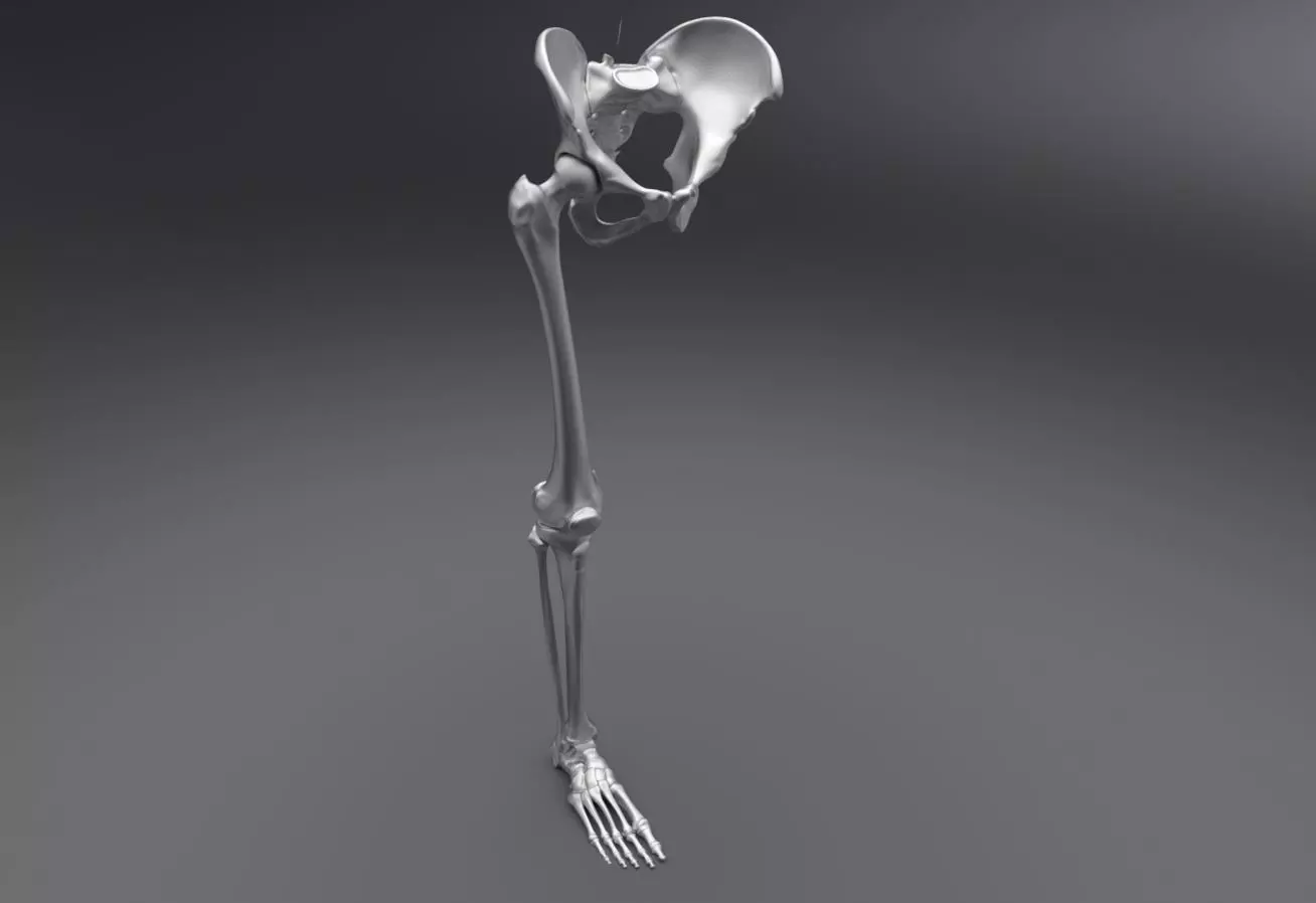 Lower Skeleton Articulated 3D Model Collection_0