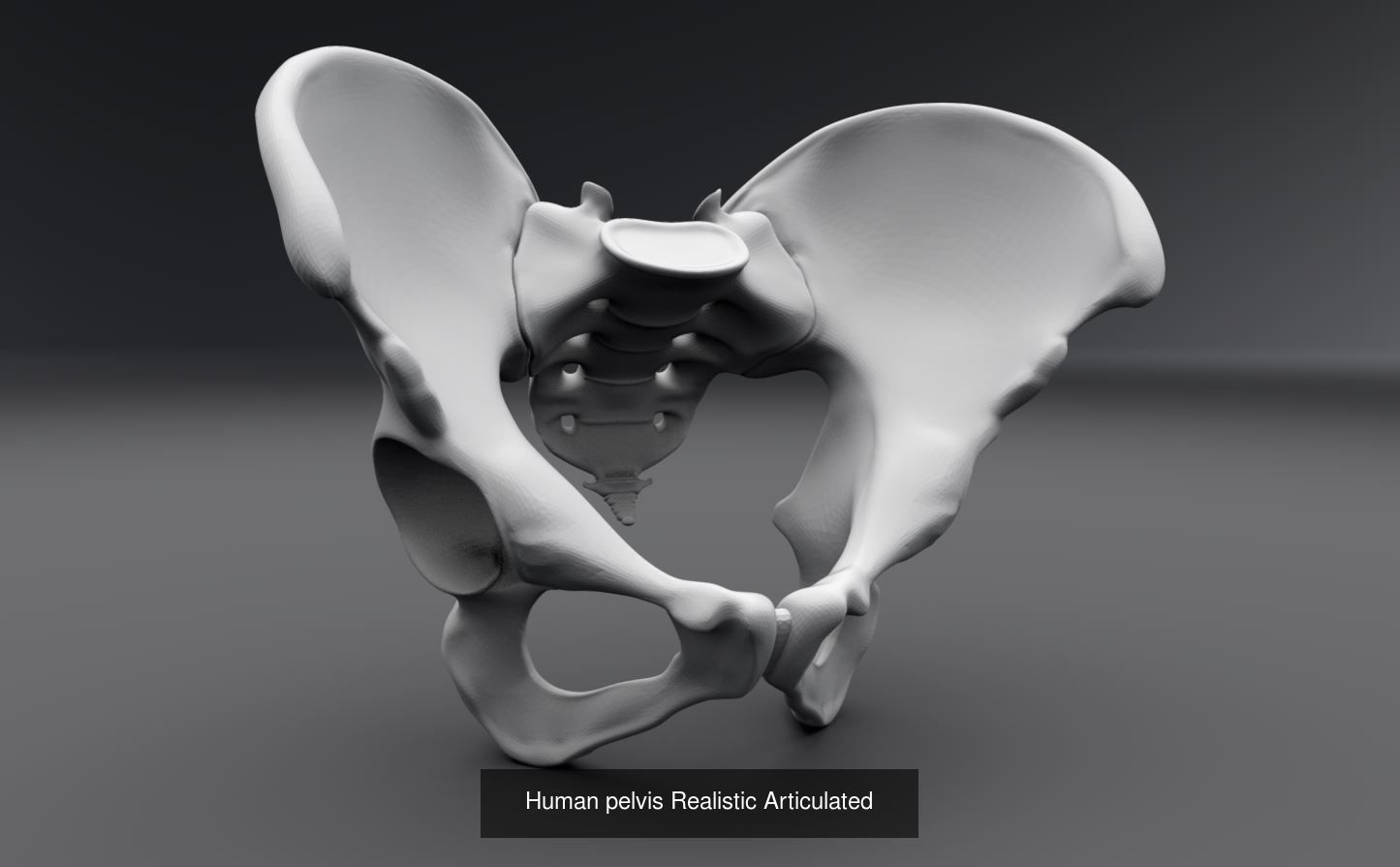 Lower Skeleton Articulated 3D Model Collection_3