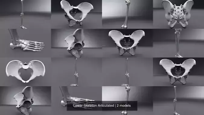 Lower Skeleton Articulated