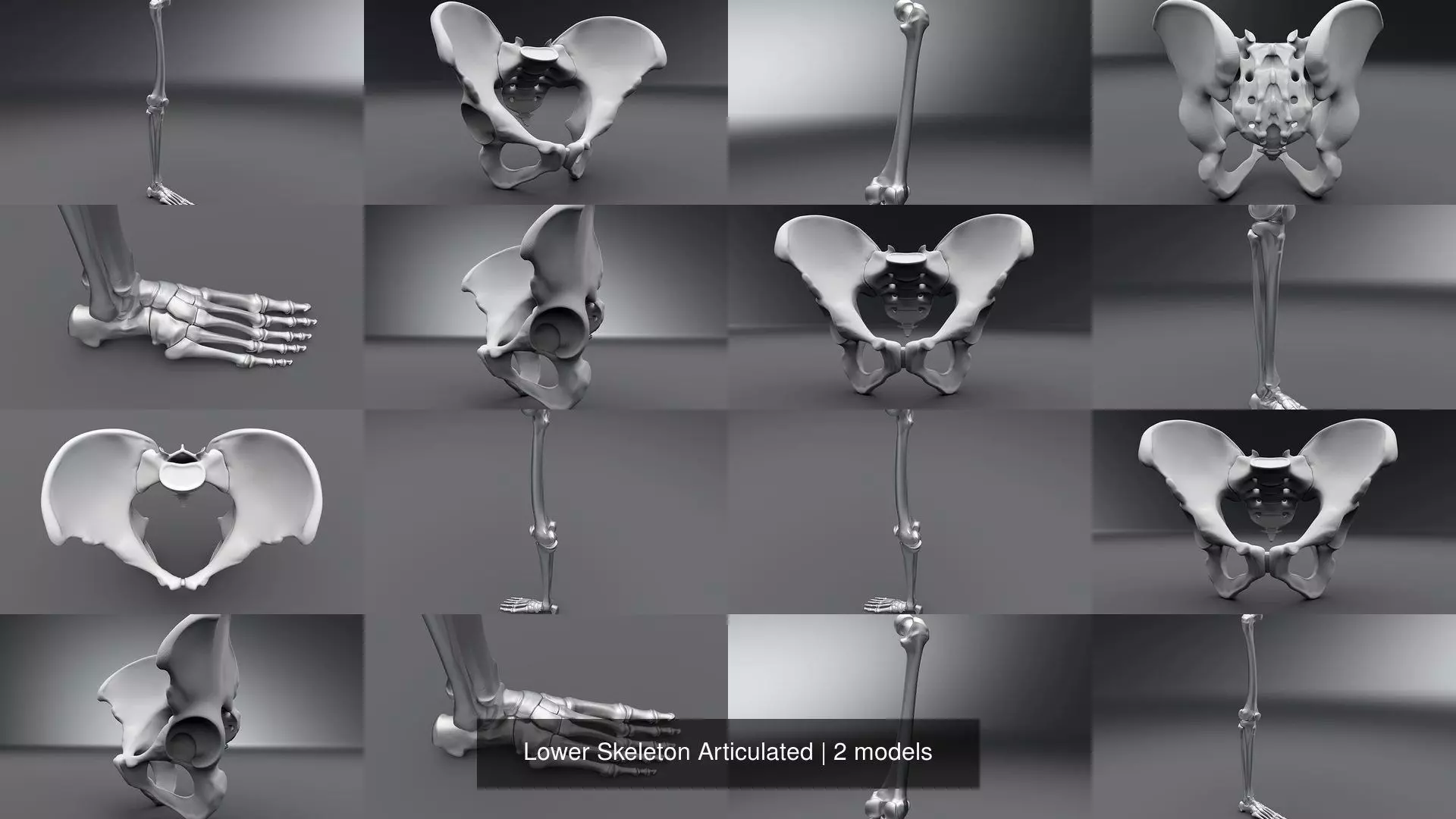 Lower Skeleton Articulated 3D Model Collection_1