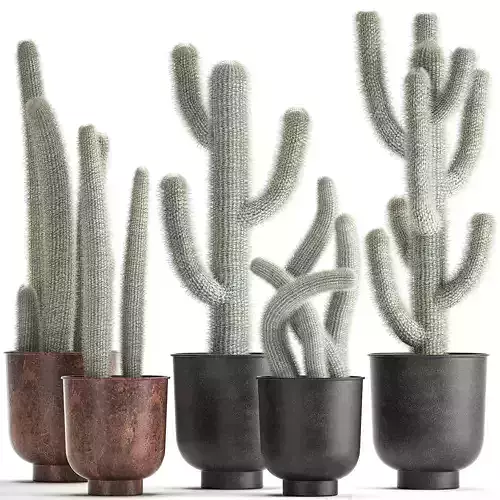 Cactus collection in a flowerpots 840