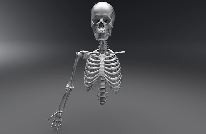 Upper Skeleton Articulated 3D Model Collection