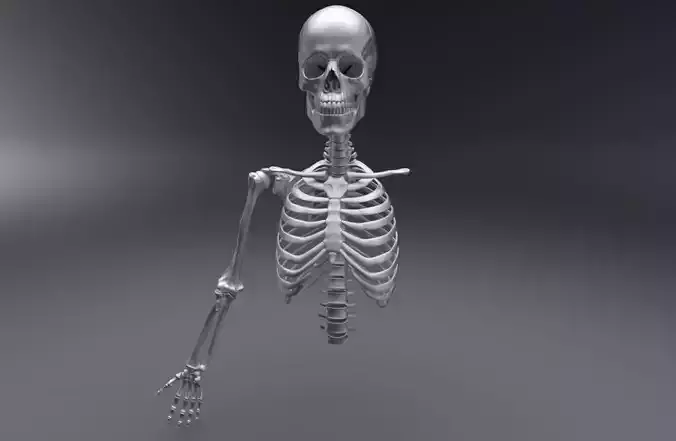 Upper Skeleton Articulated 3D Model Collection