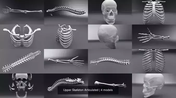 Upper Skeleton Articulated