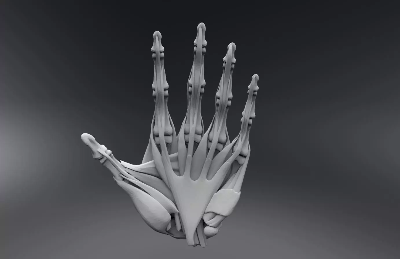 Human Hand Muscles 3D print model_0
