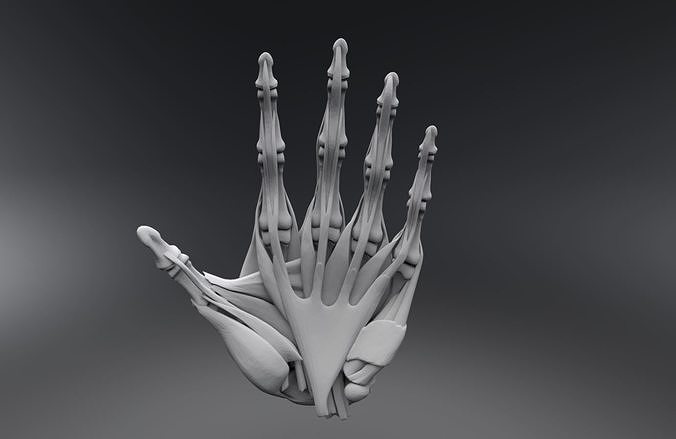 Human Hand Muscles 3D model 3D printable | CGTrader