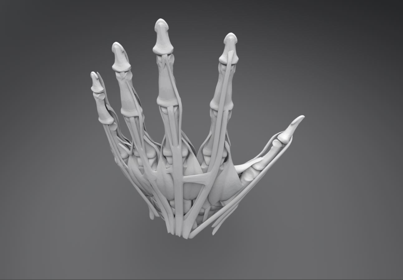 Human Hand Muscles 3D print model_4